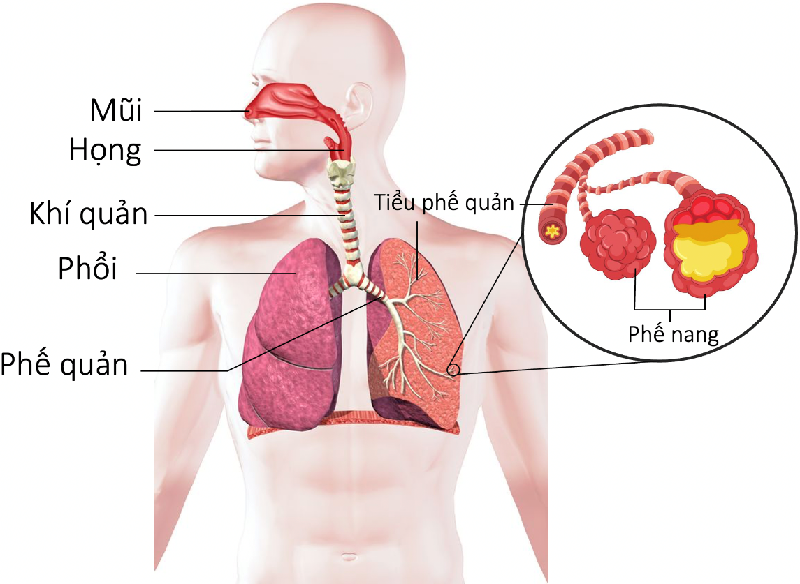 Hệ hô hấp ở người