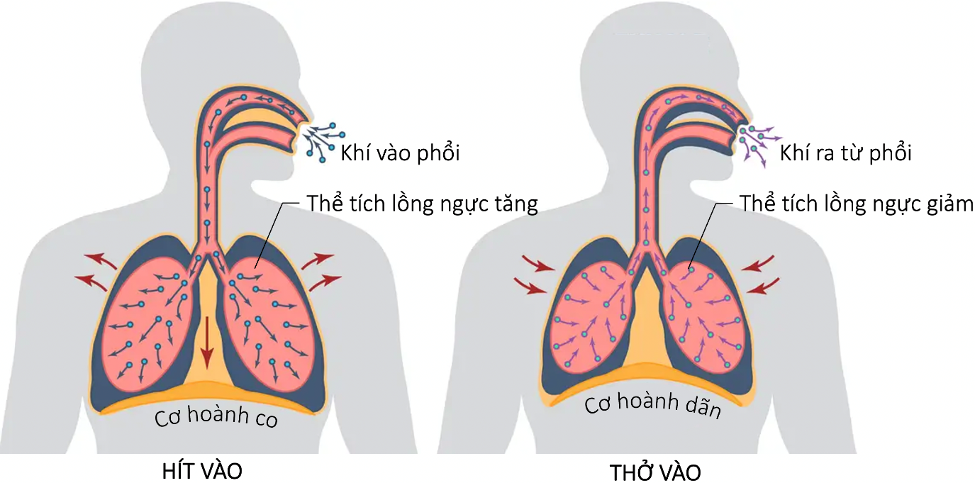 Sự thông khí ở phổi